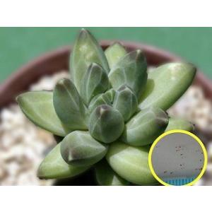 パキフィツム・コンパクツム(Pachyphytum compactum)の種子