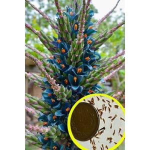 プヤ ベルテロニアナ B プヤ ベルテロニアナ B