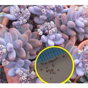 種子100粒 コノフィツム・ブルゲリ(Conophytum Burgeri) : 多肉
