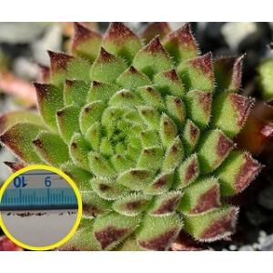 センペルビウム・フルセオルム（Sempervivum furseorum)の種子｜succulent