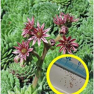 センペルビウム・モンタナム(Sempervivum montanum)の種子