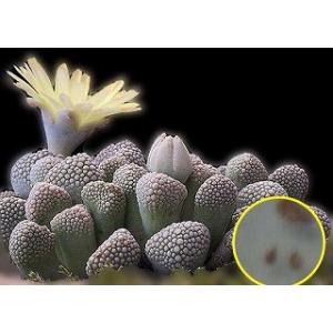 種子10粒 チタノプシス 天女扇（Titanopsis hugo-schlechteri
