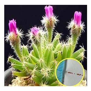 種子15粒　トリコディアデマ紫晃星(Trichodiadema densum)｜succulent