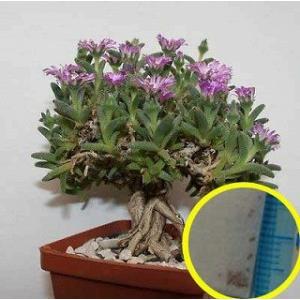 1000粒 亀甲竜種子 Dioscorea elephantipes 種子100粒 亀甲竜(Dioscorea elephantipes)(アフリカ亀甲竜)の種子