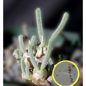 種子20粒　モニラリア・ピシフォルミス（Monilaria pisiformis）