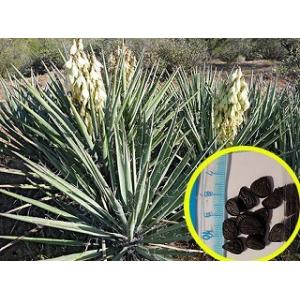 ユッカ・バッカタ(Yucca baccata)の種子｜succulent