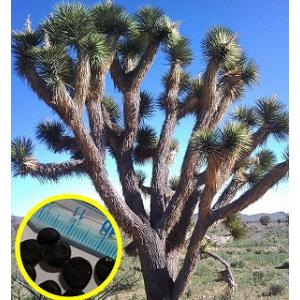 種子15粒 ユッカ ロストラータ 'グレイ グリーン'(Yucca