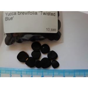種子10粒　ユッカ　ブレビフォリア　&apos;Twisted Blue&apos;(Yucca brevifolia ...