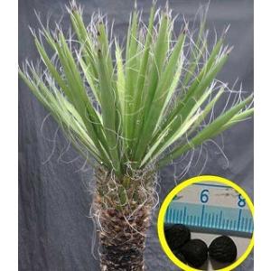 2月入荷 500粒+ ブラヘア スーパーシルバー 種 種子 証明書 アルマータ2 2月入荷 500粒+ ブラヘア スーパーシルバー 種 種子 証明書