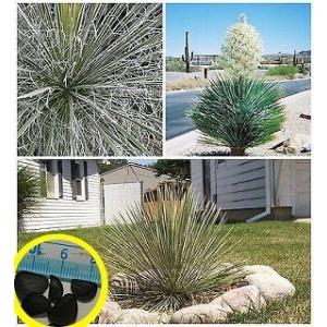 種子20粒　ユッカ・エラータ(Yucca elata)｜succulent