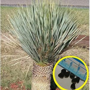 種子50粒 ユッカ ロストラータ 'ブルー シルバー'(Yucca