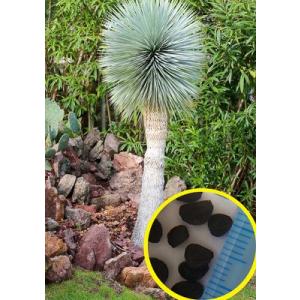 種子50粒 ユッカ ロストラータ 'ブルー シルバー'(Yucca 種子50粒 ユッカ ロストラータ 'ブルー シルバー'(Yucca