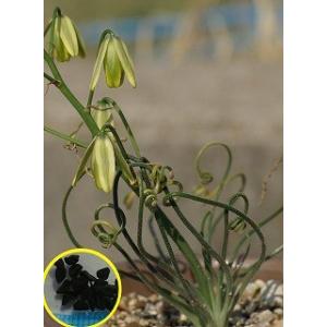 種子5粒 パキポディウム・アンボンゲンセ（Pachypodium ambongense）の