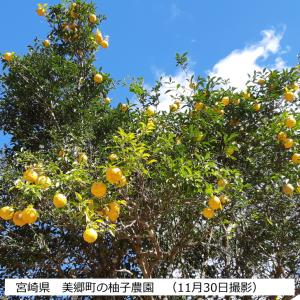 国産 ゆず皮 粉砕 粗挽きタイプ 30g 宮崎...の詳細画像5