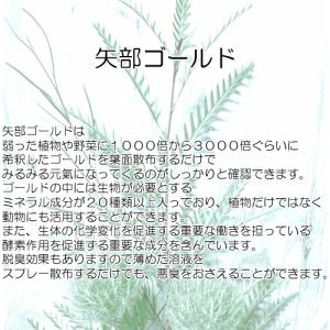 矢部ゴールド 1Lの詳細画像1