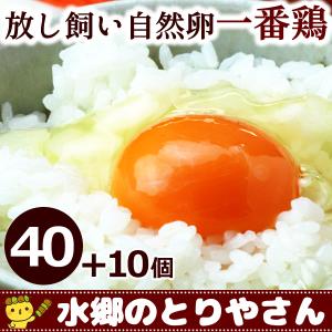 鶏卵 放し飼い自然卵 一番鶏 40個詰 （＋破損保障分10個） 安心卵 / 冷蔵 限定配送 送料無料 定期購入｜水郷のとりやさん ローストチキン 鶏肉 焼き鳥