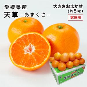 愛果28号 紅まどんなと同品種 あいか みかん 愛媛産 1箱約5kg 紅ま