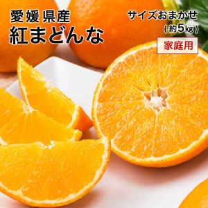紅まどんな（家庭用）10kg 送料無料 不揃い 愛媛県産 ゼリー食感