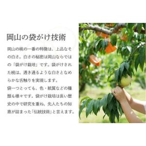 2026 お中元 岡山産白桃 3玉 約800g...の詳細画像2