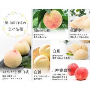 2026 お中元 岡山産白桃 3玉 約800g...の詳細画像3