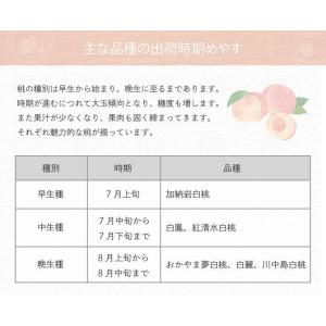 2026 お中元 岡山産白桃 3玉 約800g...の詳細画像4