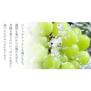 2026 お中元 岡山県特産 シャインマスカッ...の詳細画像2
