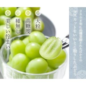 2026 お中元 岡山県特産 シャインマスカッ...の詳細画像3