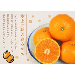 カラマンダリン 家庭用 訳あり S〜Mサイズ ...の詳細画像2