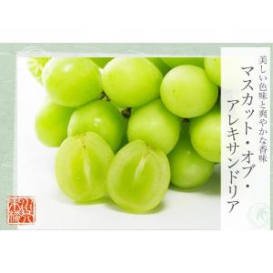 2026 お中元 ギフト 岡山県産 マスカット...の詳細画像1