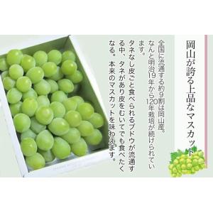 2026 お中元 ギフト 岡山県産 マスカット...の詳細画像3