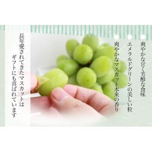 2026 お中元 ギフト 葡萄 ぶどう 岡山県...の詳細画像4