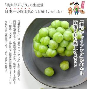 2026 お中元 ギフト岡山県特産 桃太郎ぶど...の詳細画像2