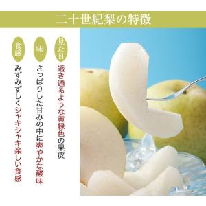 (9月上旬頃より発送) 梨 なし ナシ 二十世...の詳細画像3