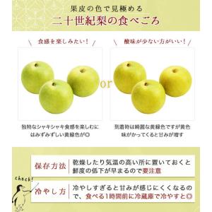 (9月上旬頃より発送) 梨 なし ナシ 二十世...の詳細画像4