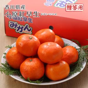 2025 お歳暮 ギフト 金時紅みかん 秀品 2S~Mサイズ 5kg 香川県産 化粧