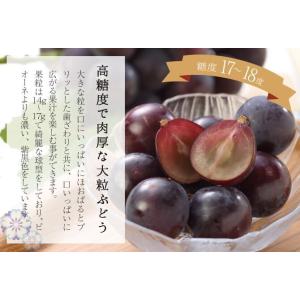 オーロラブラック 秀品 2房入り 約500g×...の詳細画像2