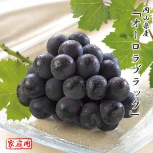 オーロラブラック 家庭用 訳あり 約500g×2 岡山県特産 ぶどう ブドウ 葡萄 フルーツ 8月上旬頃より発送