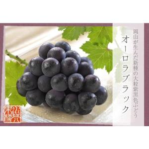 オーロラブラック 家庭用 訳あり 約500g×...の詳細画像1