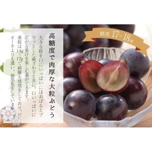 オーロラブラック 家庭用 訳あり 約500g×...の詳細画像2