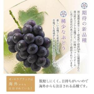 オーロラブラック 家庭用 訳あり 約500g×...の詳細画像3