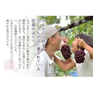 2026 お中元 ギフト 葡萄 ぶどう 岡山県...の詳細画像2