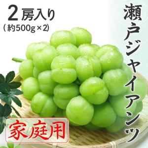 ぶどう ブドウ 岡山県特産 瀬戸ジャイアンツ 家庭用 訳あり 約500g×2房 約1kg 9月下旬頃より順次発送