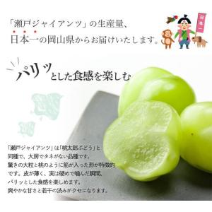 瀬戸ジャイアンツ 家庭用 訳あり 約500g×...の詳細画像2