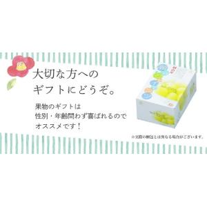 瀬戸ジャイアンツ 赤秀品 大房 3〜5房 約2...の詳細画像4