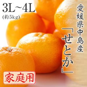 せとか 匠と極 L-3L 約1.3kg 贈答用 愛媛県 中島産 みかん JAえひめ