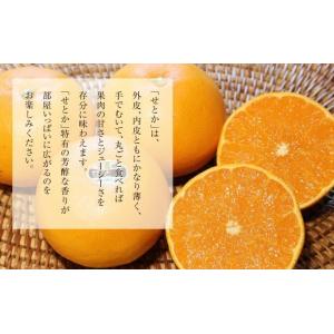 せとか 家庭用 訳あり 3L〜4L 約5kg ...の詳細画像3