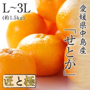 せとか 匠と極 L-3L 約1.3kg 贈答用 愛媛県 中島産 みかん JAえひめ