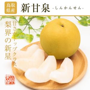 2026 鳥取県産 梨 新甘泉 しんかんせん ...の詳細画像1