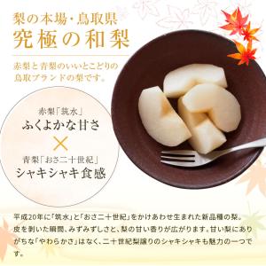 2026 鳥取県産 梨 新甘泉 しんかんせん ...の詳細画像2
