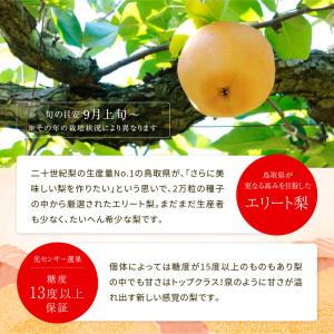 2026 鳥取県産 梨 新甘泉 しんかんせん ...の詳細画像3